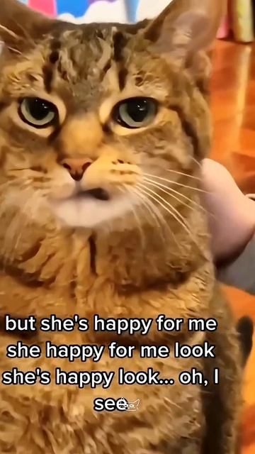 Cats Being Angry But Still Cutee Moments! #cat #funny #catscore #pets #cute #fyp