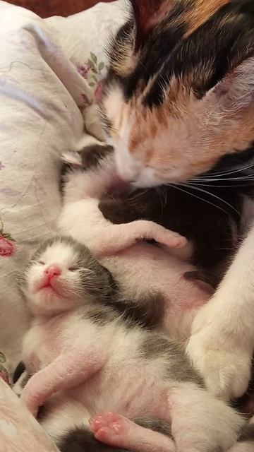 Котята с кошкой вместе спят
