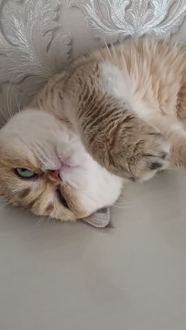 Моё пушистое счастье.🥰