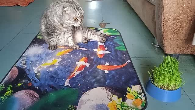 Будни настоящего полковника - кота Моти! Август, 24! Дожди!