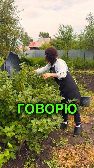 Для чего трясти зонтом кусты смородины?