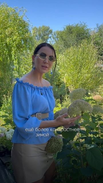 Почему я не срезаю соцветия гортензии на зиму? 🌸❄️