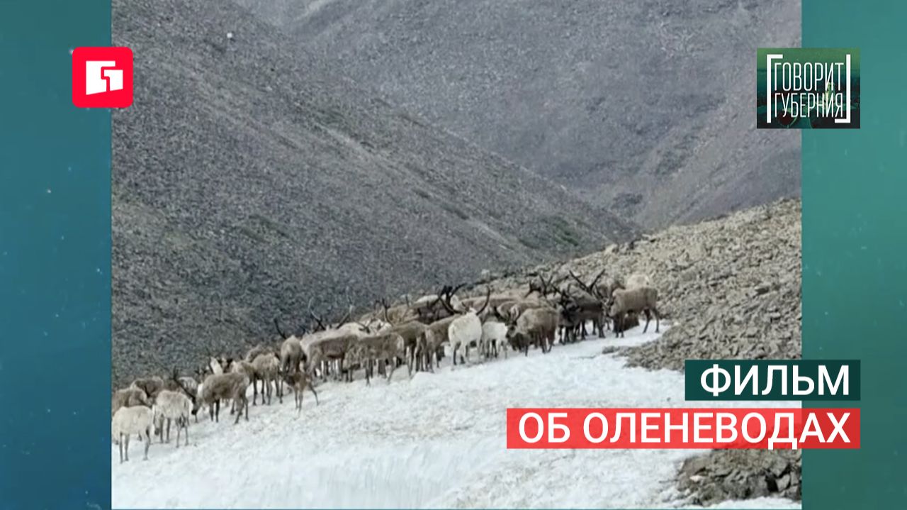 Фильм об оленеводах. Говорит Губерния. 24/08/2026. GuberniaTV