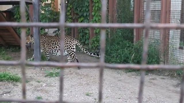 TPPR6333_23.08.2026-Видео от Светланы