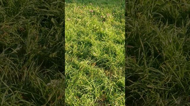 1000008600.mp4