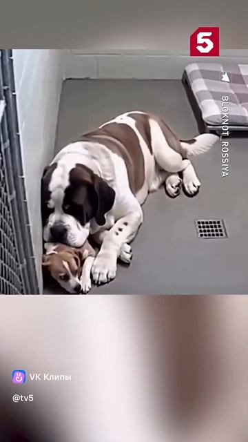 Приют для собак!