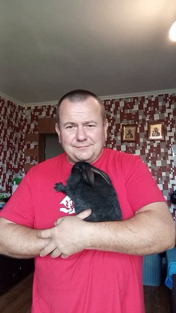 кролики