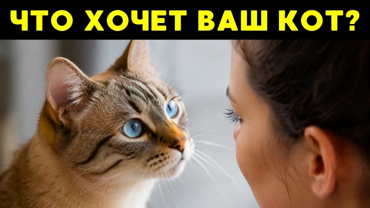 Ваш кот пытается вам что-то сказать... Научитесь понимать его СИГНАЛЫ