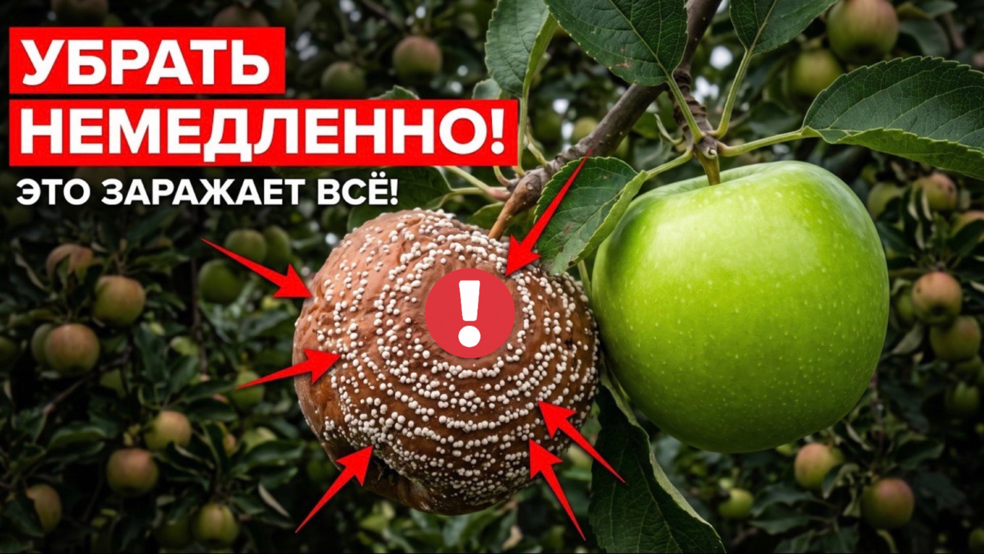 Срочно уберите ЭТО из-под яблони, иначе урожай сгниет прямо на ветке!