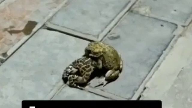 Дагестанские лягушки