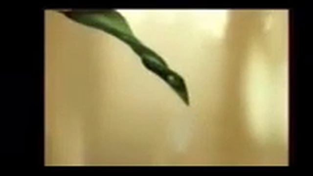 (права не мои! фейк!) RSA: Modniiprigovor2011.3gp
