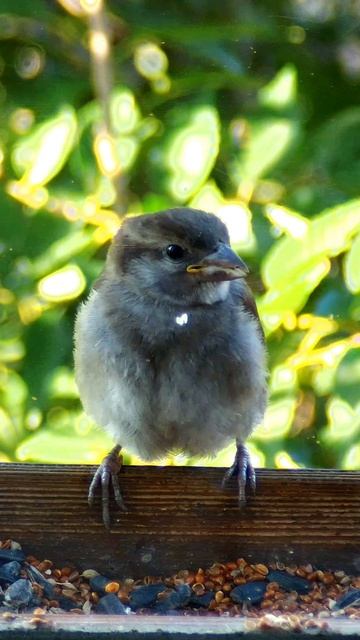 Птенец домового воробья в кормушке