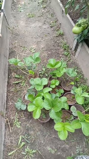 Отделяю укоренённые усы от маточного куста!!! Клубника сорта Амалия!!!