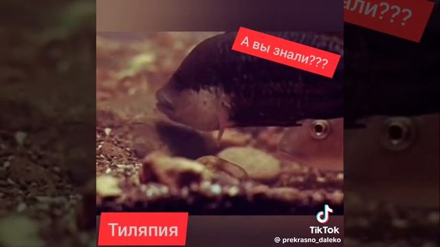 Тиляпия это рыба детский дом