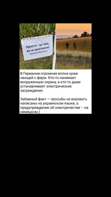 Кто ворует?😁