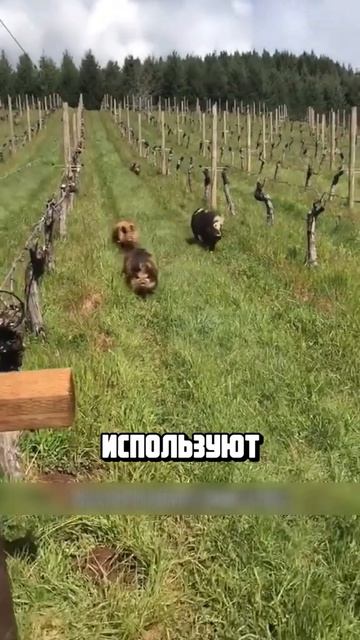 Я люблю всех животных😇