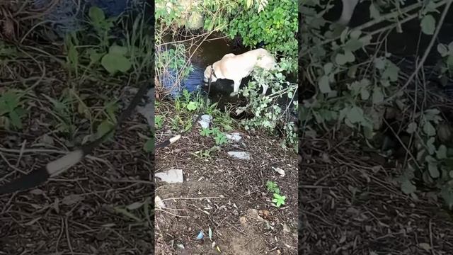 🌿Наша кангал Айя 🌸 дома🏠❗Пост в описании 🎥  #dog #собака #кангал #animals #любовь