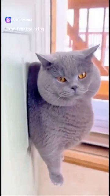 смешные коты