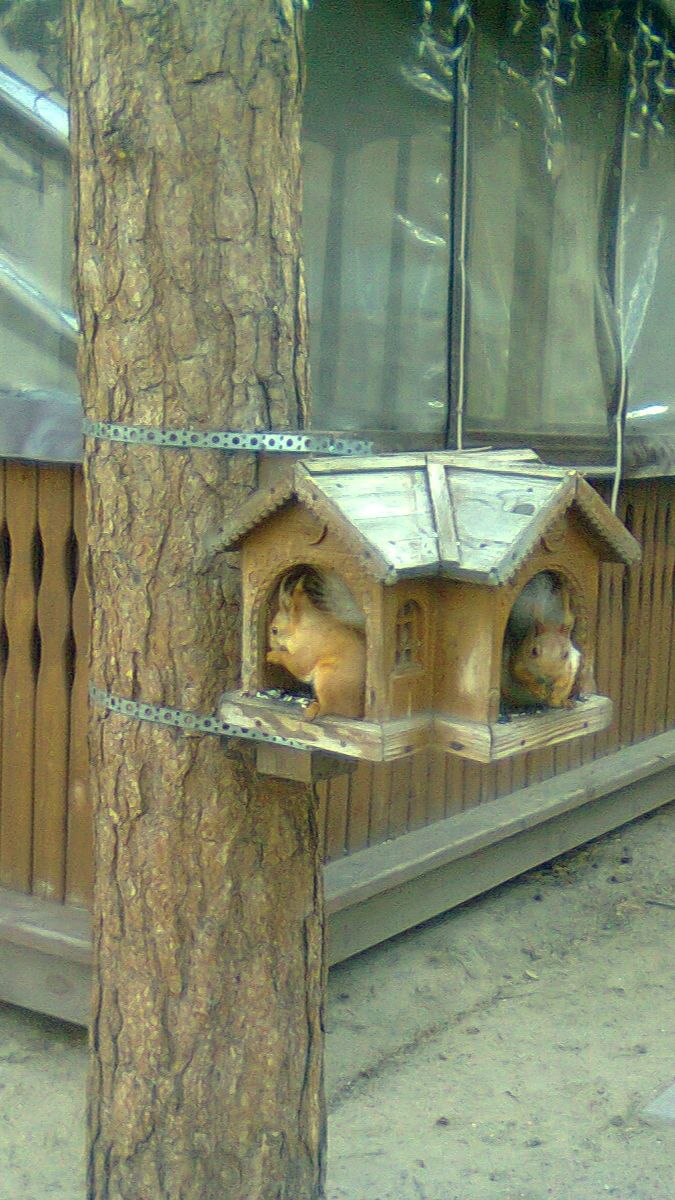 Шотландский кот Мотя с не простым характером! Любовь и уважение Моти надо заслужить!