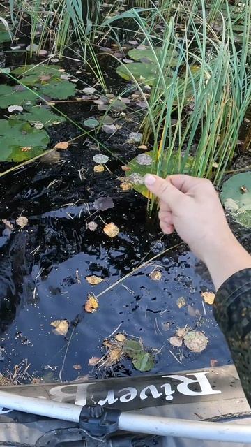 не много притопила