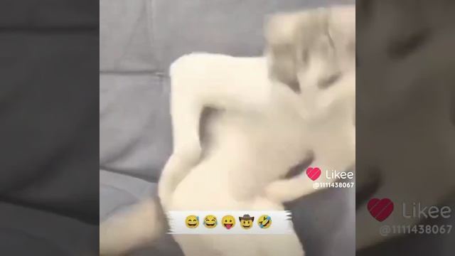 котик