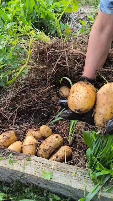 Копаем картошку на Урале