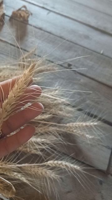 Злаки. Пшеница мягкая безостая Сандра