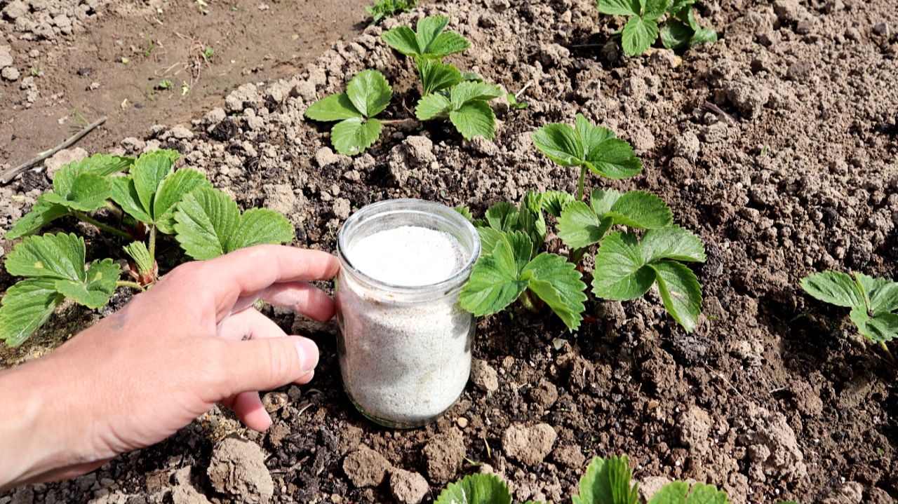 Осенью подсыпаю на грядку с клубникой такой порошок, чтобы в следующем году собирать ягоду вёдрами