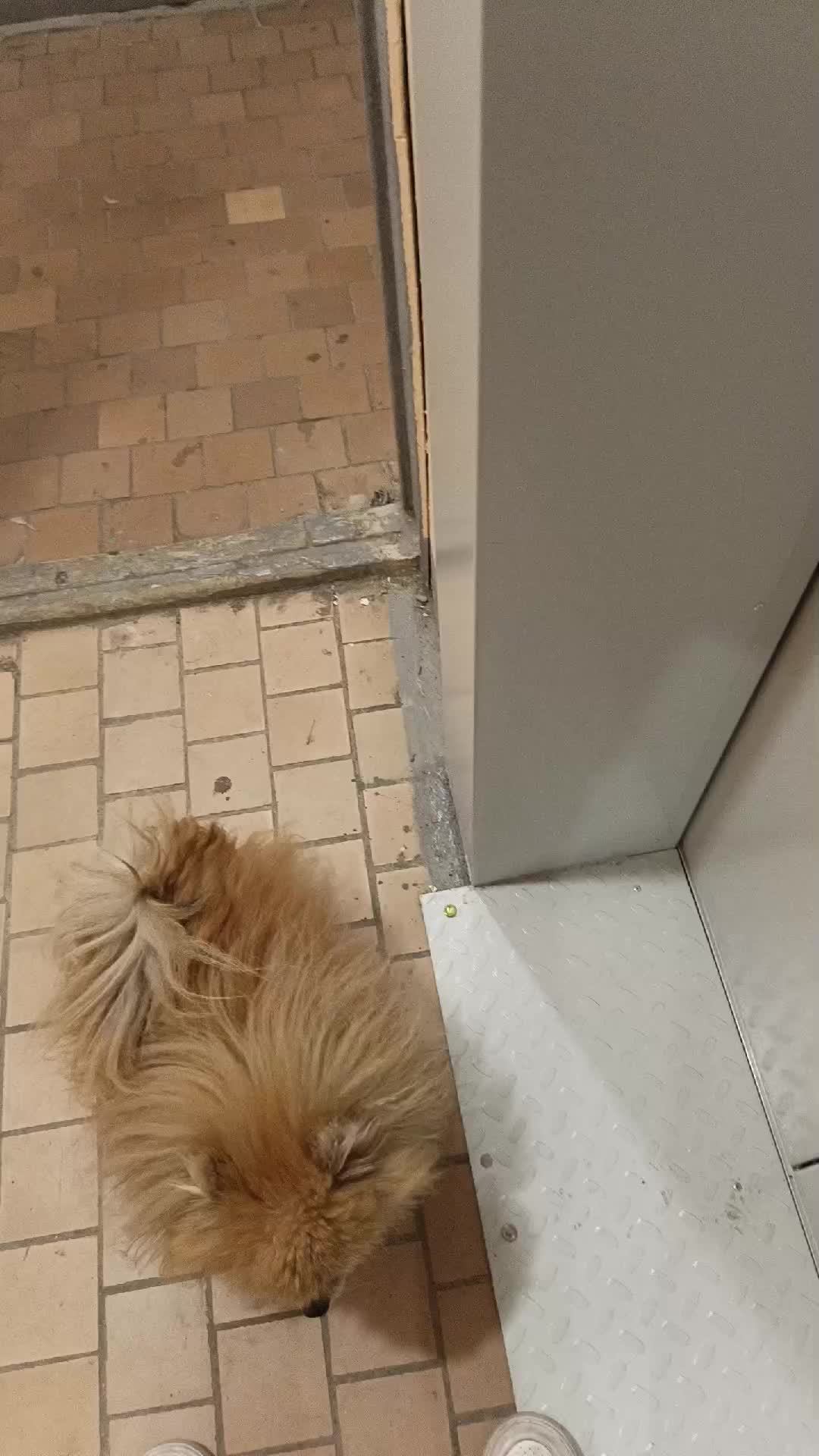 Мы идём гулять с собакой! | 24-авг-2026 2
