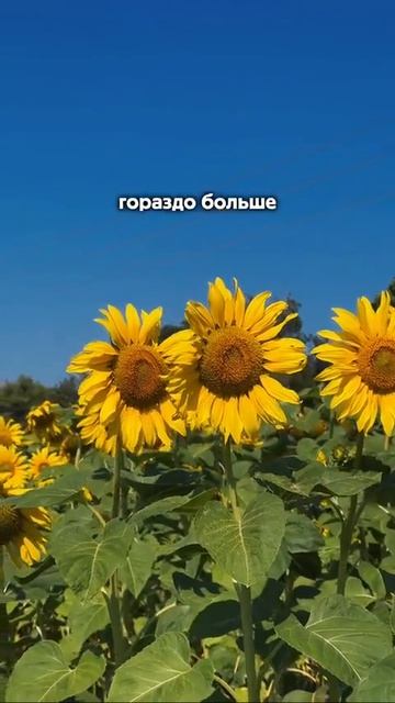 До конца лета - неделя