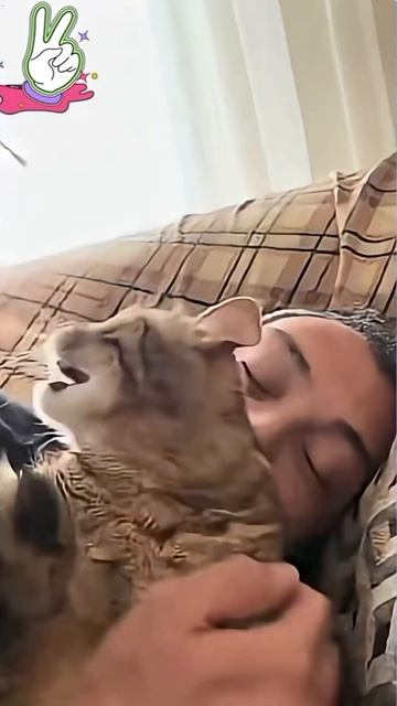 Удивительные животные !!! кошки