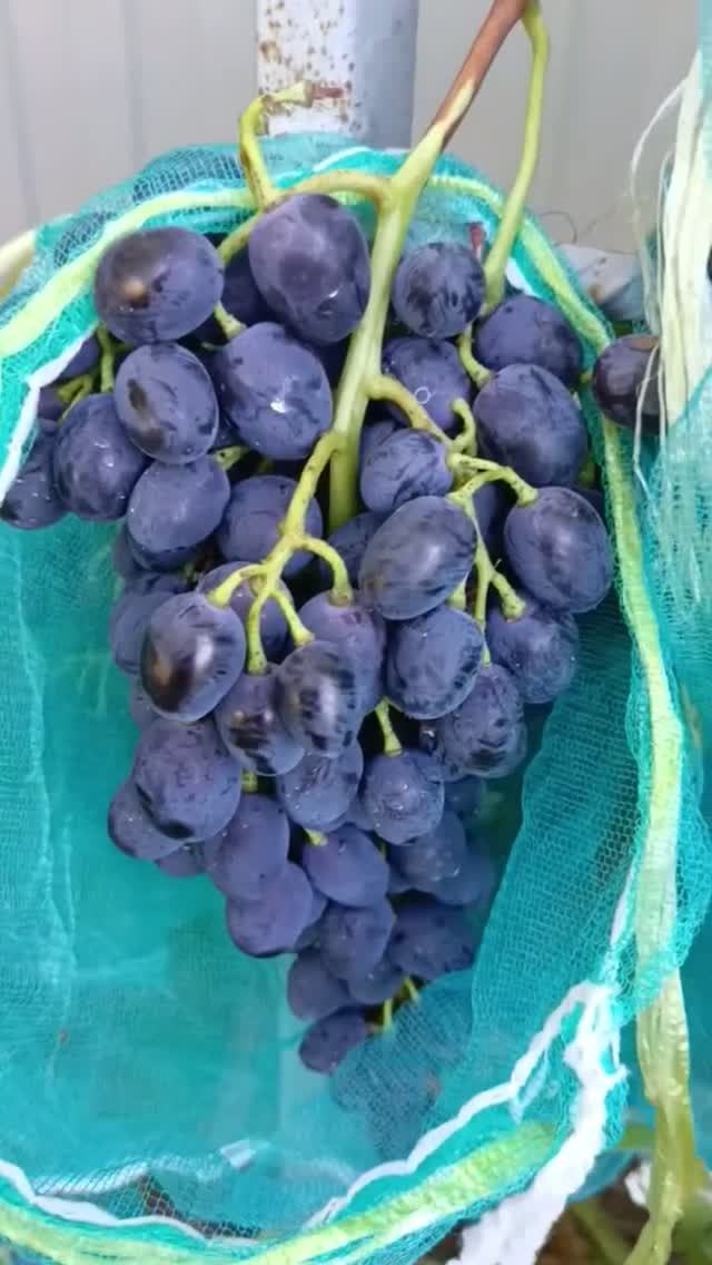Виноград Яся.