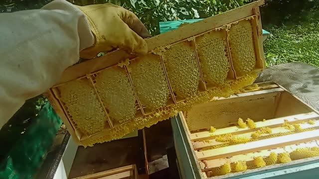 КАЧАЕМ МЁД 2026