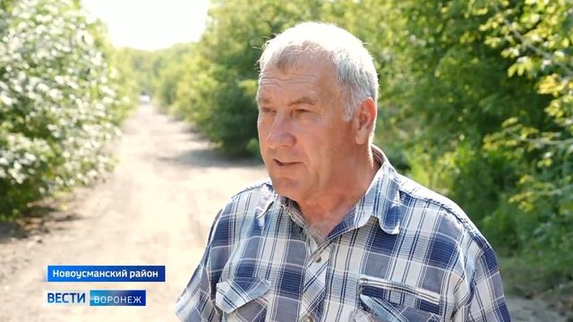 Очаги борщевика Сосновского ищут инспекторы Россельхознадзора.