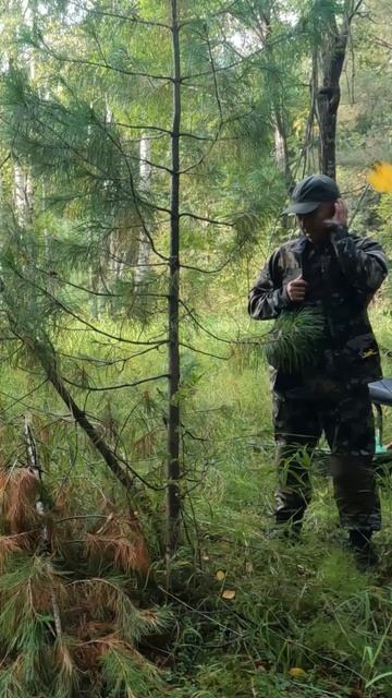 Первый признак медведя в лесу. Повадки зверя.