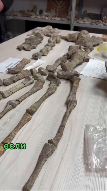 Древние окаменелости в горах Кабардино-Балкарии.
