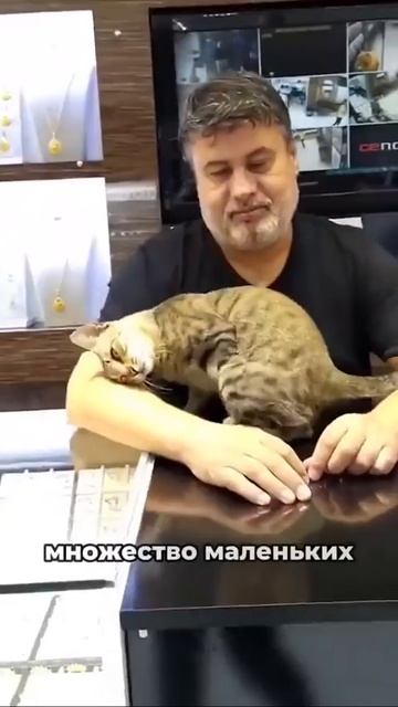 Пусть весь мир будет - Стамбул