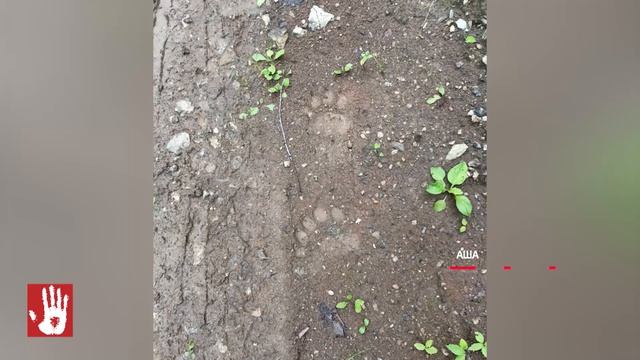 Грибник из Аши встретил в лесу медвежонка