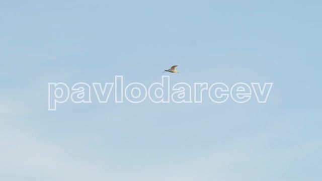 pavlodarcev - Lagoon