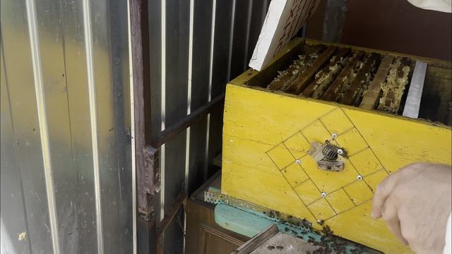 Оценка предзимнего состояния. Отбор меда