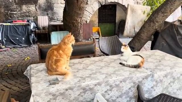 Беженец🇹🇷СТАМБУЛ. ПРИЕХАЛИ В СТАМБУЛ! ДВА ОТЕЛЯ В САМОМ ЦЕНТРЕ С КОТАМИ. РЫБА С КОСТЯМИ В БУЛКЕ!