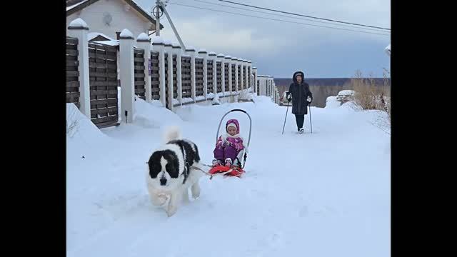 Пиренейский мастиф в России  Www.fromaragon.ru