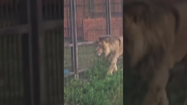 TZCA3112_24.08.2026_Видео от Светланы