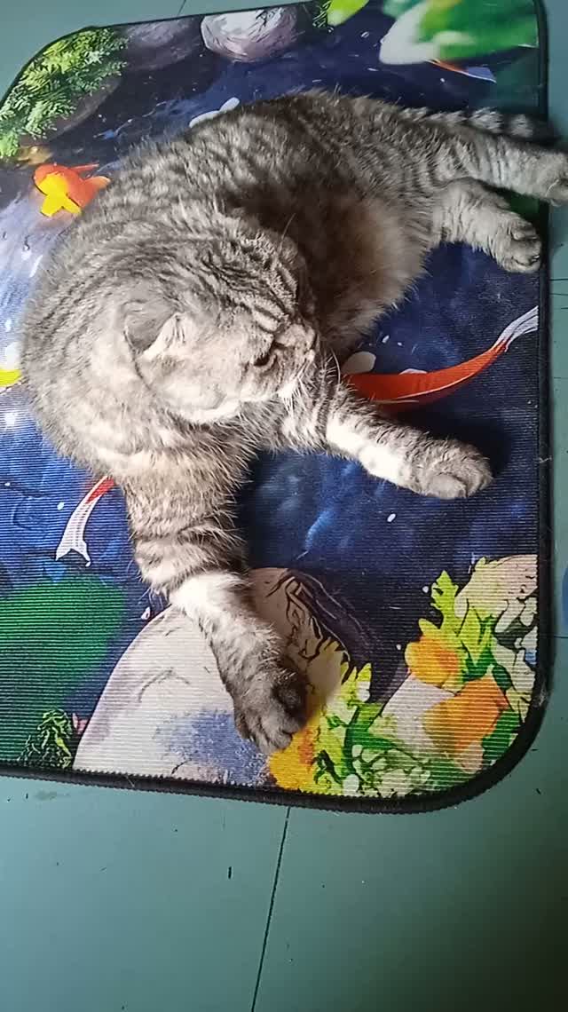 Кот Мотя глазки прикрыл, дремлет! Вот, вот уснет! Послеобеденный сон!