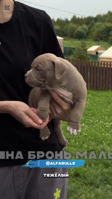 Вы этого точно не знали, но... вам жизненно необходим американский булли!