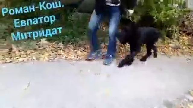 Сын Роман-Кош Урсола и ДАЗЮ, Евпатор Митридат 9 мес. Сеаастополь