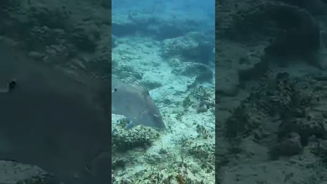 Без труда не вынешь рыбку из пруда