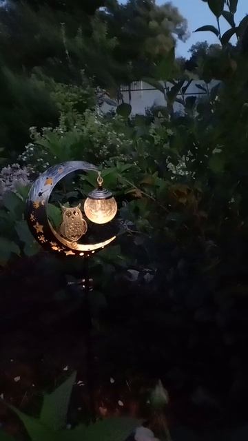 Вечерний сад