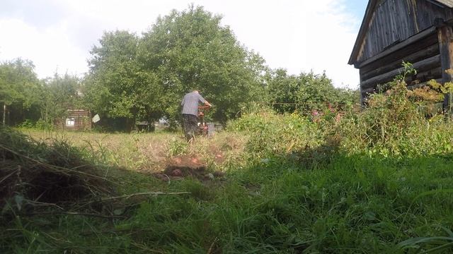 Урожай картофеля 2026