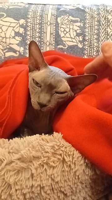 Кот сфинкс сидит в лежанке под пледом, 23 августа 2026.